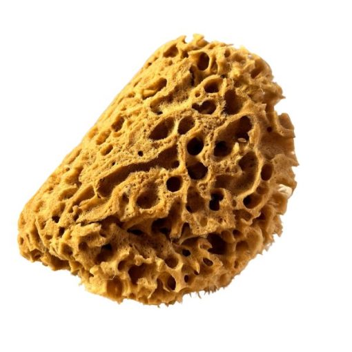 ÉPONGE DE MER